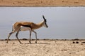 Springbok, Antidorcas marsupialis, in the Namibian bush