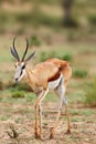 The springbok Antidorcas marsupialis , portrait of the adult female antelope Royalty Free Stock Photo