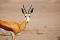 The springbok Antidorcas marsupialis , portrait of the female antelope Royalty Free Stock Photo