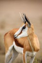 The springbok Antidorcas marsupialis , portrait of the young antelope Royalty Free Stock Photo