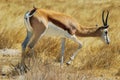 Springbok (Antidorcas marsupialis) in the savanna