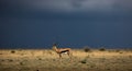 Springbok (Antidorcas marsupialis) stands on a sparse, grassy plain under a Royalty Free Stock Photo