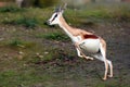 The springbok Antidorcas marsupialis in a violent run