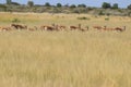 Springbok central kalahari game reserve botswana