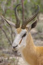 A springbok close up in Etosha National park