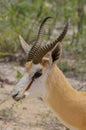 A springbok close up in Etosha National park