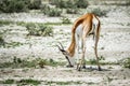 Springbok eating grass in Etosha. Royalty Free Stock Photo