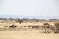 Wildlife at a game farm in South Africa