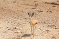 Springbok Etosha Namibia