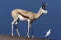 Springbok - Etosha National Park - Namibia