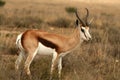 Springbok feeding on grass Royalty Free Stock Photo