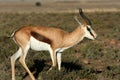 Springbok feeding on grass Royalty Free Stock Photo