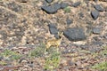 Springbok, Fish River Canyon -Namibia, Africa Royalty Free Stock Photo