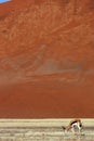 Springbok in front of red desert dunes of Namibia Royalty Free Stock Photo