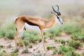 Springbok full body portrait Antidorcas marsupialis Royalty Free Stock Photo