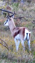 Springbok in the fynbos in Africa