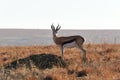 Springbok In Grasslands