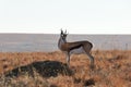 Springbok In Grasslands