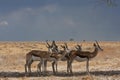 Springbok, Springbok, Antidorcas marsupialis Royalty Free Stock Photo