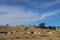 Springbok herd Royalty Free Stock Photo