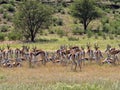Springbok herd, Antidorcas marsupialis, pasture Kalahari, South Africa