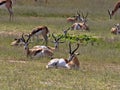 Springbok herd, Antidorcas marsupialis, pasture Kalahari, South Africa