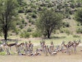 Springbok herd, Antidorcas marsupialis, pasture Kalahari, South Africa