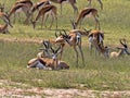 Springbok herd, Antidorcas marsupialis, pasture Kalahari, South Africa