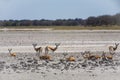 Springbok Herd in Makgadikgadi Pan, Botswana Royalty Free Stock Photo