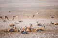 Springbok herd in Namibia