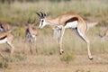 Springbok herd prancing on a plain in the Kgalagadi Royalty Free Stock Photo