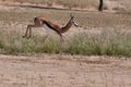 Springbok in Kalahari