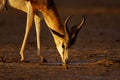 Springbok, Kalahari desert, South Africa