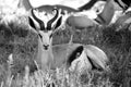 A springbok at kgalagadi