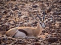 Springbok laying in rocky terrain at Palmwag Concession of Damaraland, Namibia, Southern Africa