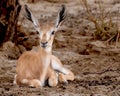 Springbok lying down next to a tree