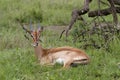 Springbok lying in the grass