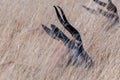 Springbok lying in grass in northern Namibia