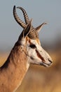 Springbok male close-up Royalty Free Stock Photo