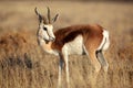 Springbok male in savanna grasslands of Namibia Royalty Free Stock Photo