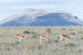 Springbok in the Mountain Zebra National Park Royalty Free Stock Photo