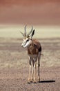 Springbok in Namib desert Royalty Free Stock Photo