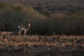 Springbok in nice light. Palmwag, Kaokoland, Kunene Region. Namibia. Harsh Landscape. Horizontal Image.