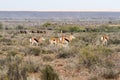 Springbok with Ostriches