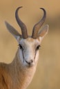 Springbok portrait