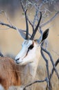 Springbok portrait