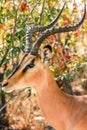 Springbok portrait Namibia