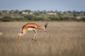 Springbok pronking in the Central Kalahari.