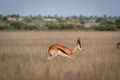 Springbok pronking in the Central Kalahari.