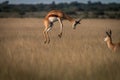 Springbok pronking in the high grass.